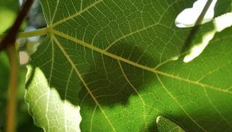 树叶最新爆料视频播放,精彩瞬间一网打尽